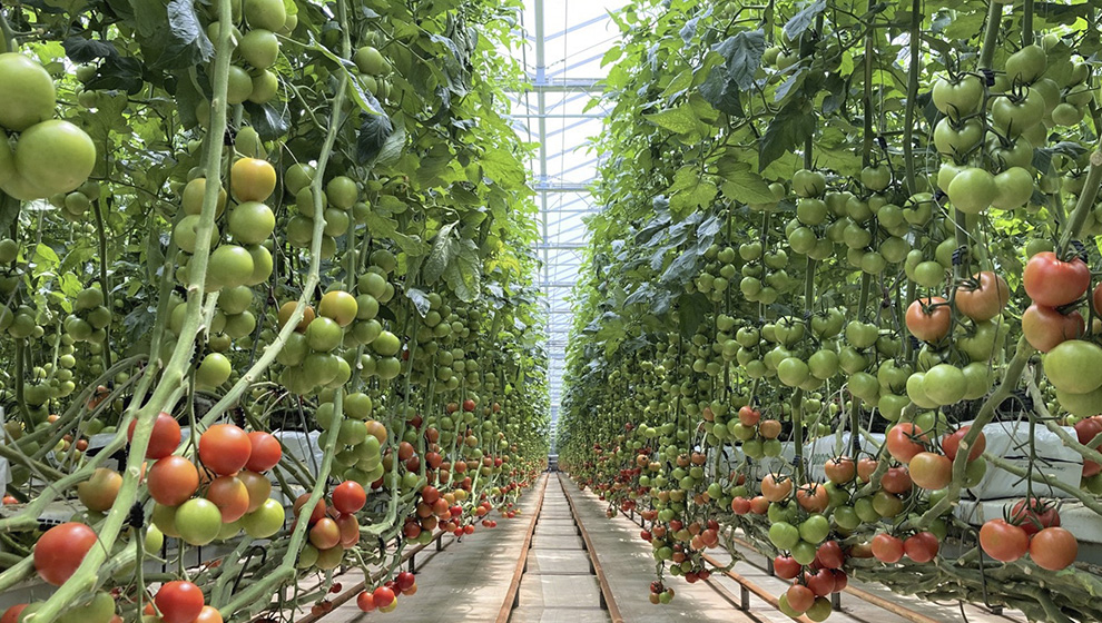 トマトを栽培している様子